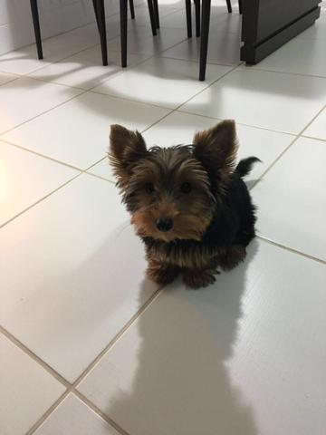 Yorkshire com pedigre