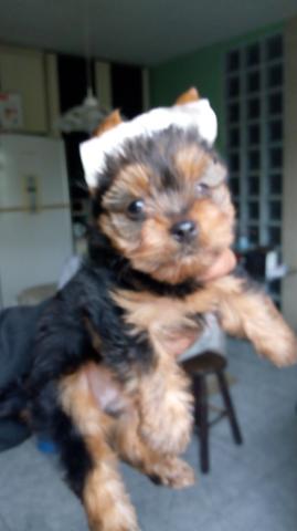 Yorkshire mini lindas