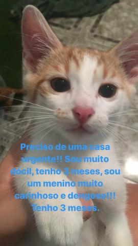 Adoção de gato