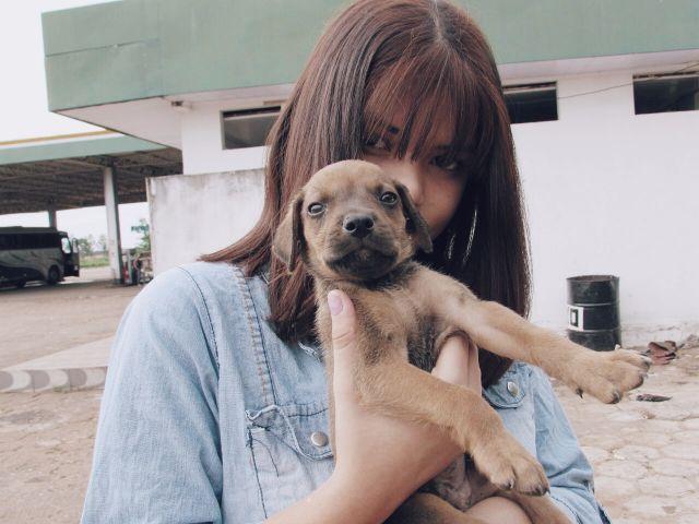 Cachorrinho precisa de um dono