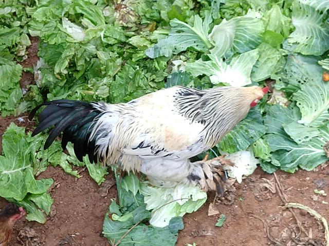 Casal de galinhas brama