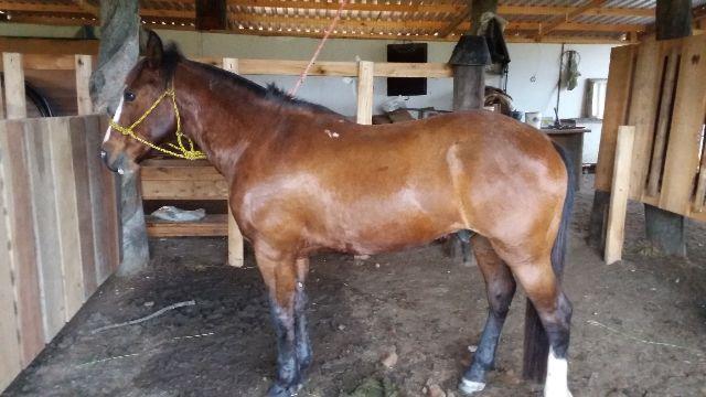 Cavalo crioulo chileno
