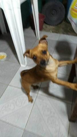 Doa-se Cachorro Pinscher