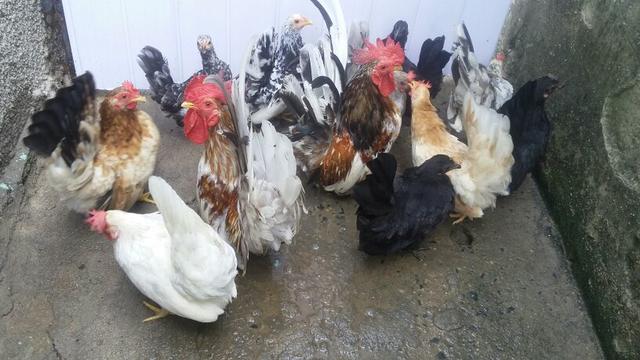 Galinha garnize nagasaki