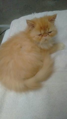 Gato persa macho