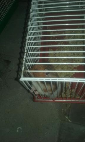 Hamsters angorá