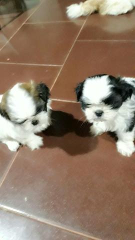 MICRO SHITZU (45 dias)
