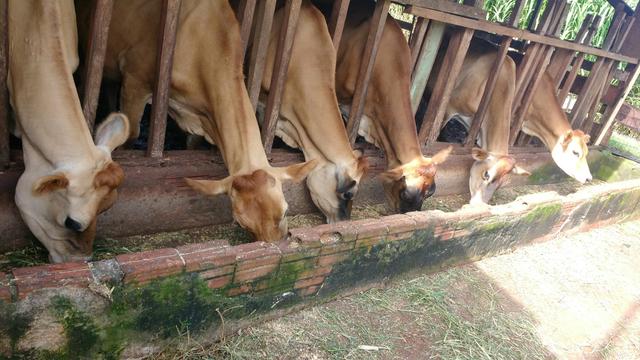 Vaca Jersey direito do produtor