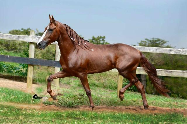 Venda de cobertura mangalarga marchador