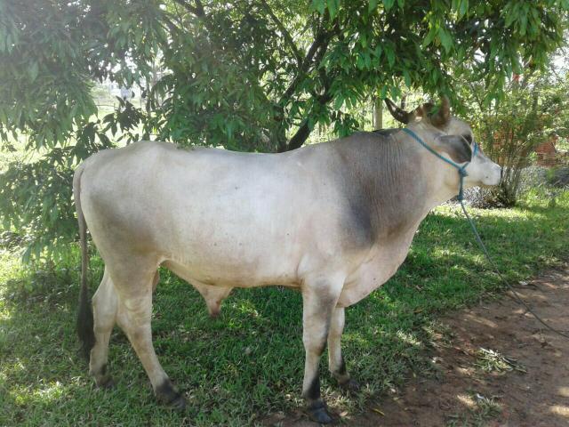 Vendo ou troco por vaca