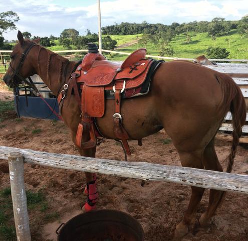 Égua QM professora Team roping cabeça