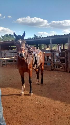 Cavalo Mangalarga Paulista