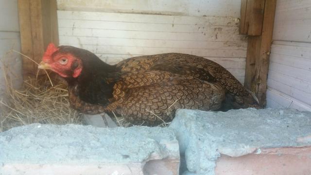Galinha pena redonda