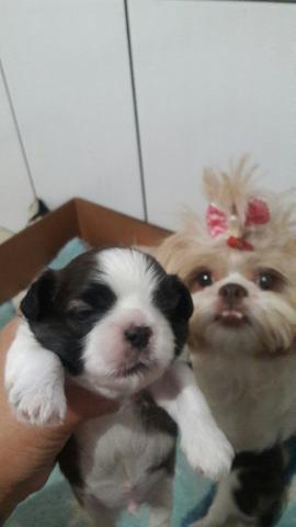 Maravilhoso machinho shitzu