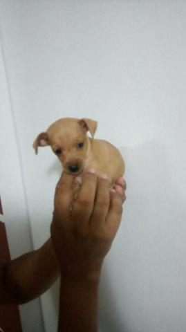 Mine PINSCHER MACHO