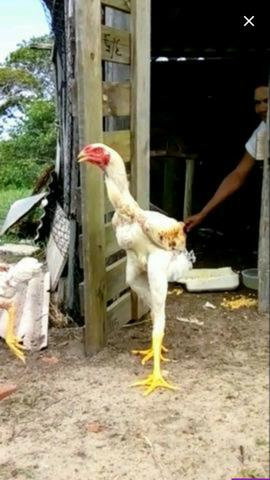 Procuro galinhas índio gigante
