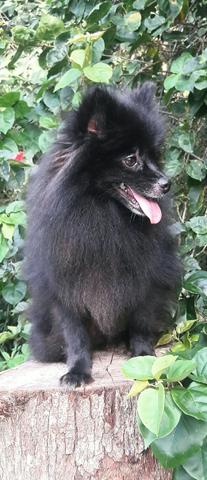 Spitz Alemão - Lulu da Pomerania Femea