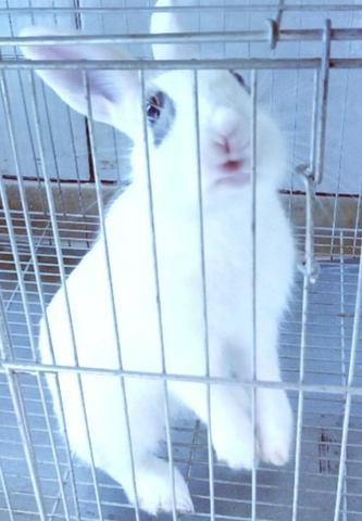 Troco um coelho macho por uma fêmea!