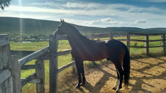 Vendo Cavalo de Picado!