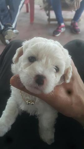 Vendo cão poodle mini toys macho.