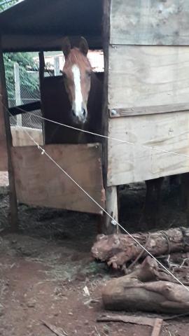 Vendo égua árabe com quarto de minha aceito proposta em dinheiro