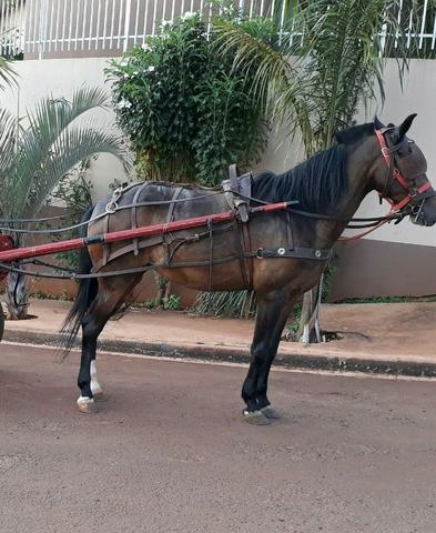 Égua Mangalarga Mineira