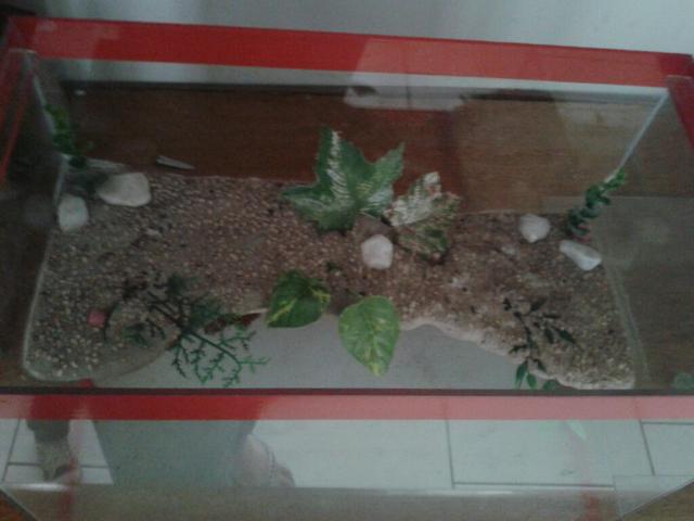 Aquario pra tartaruga vendo ou troco