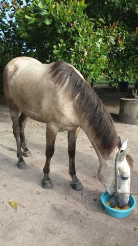 Cavalo manga larga marchador