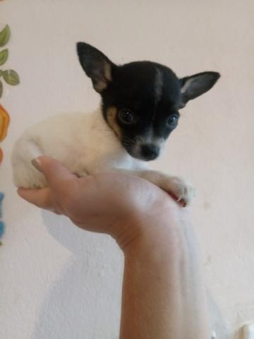 Chihuahua fêmea micro
