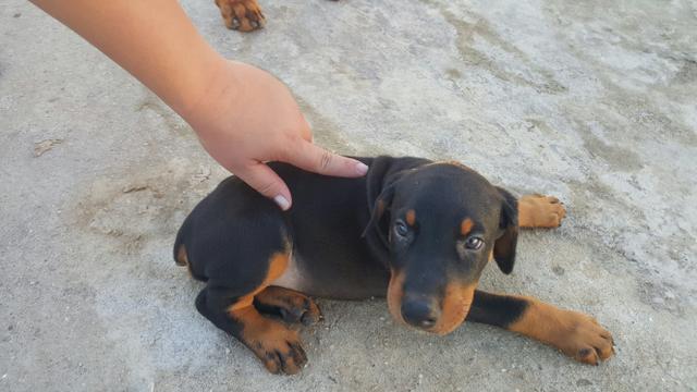 Doberman Puro