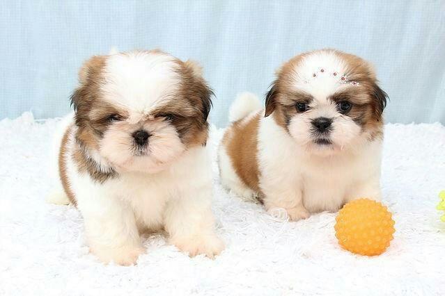 Mini Shitzu com garantia