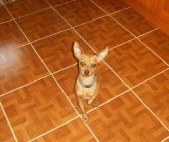 Procuro Pinscher 00 miniatura