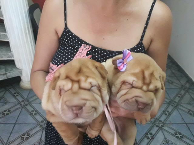 Shar pei lindos disponivel