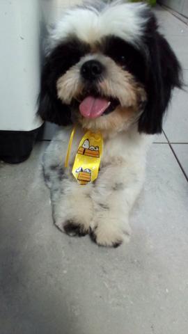 Shih Tzu macho com pedigree certificado, grade de xixi e bebedouro de bilha