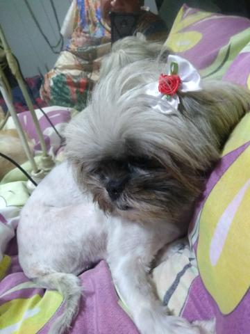 Vendo fêmea mini da raça shitzu