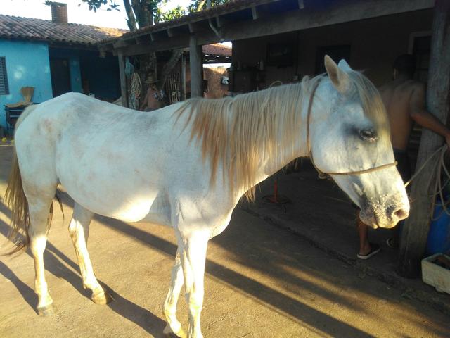 Ótima oportunidade para quem quer um animal de roca