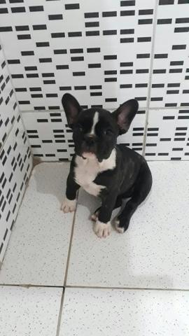 Bulldog Francês Fêmea