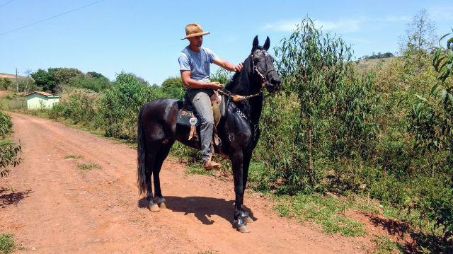 Cavalo Mangalarga Marchador - Marcha PICADA