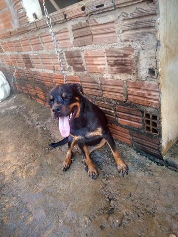 Fêmea de rottweiler