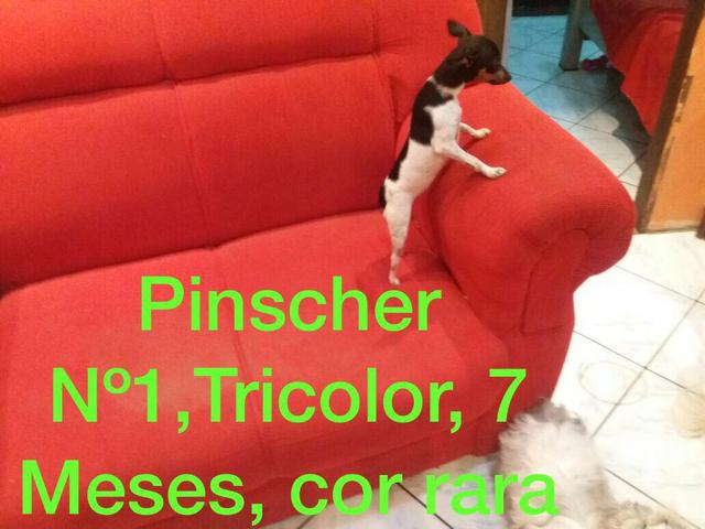 Pinscher Tricolor
