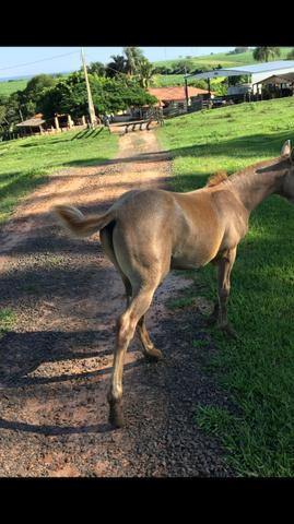 Potro quarto de milha