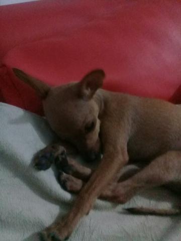 Procuro Pinscher 0 macho