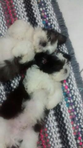 Shih Tzu de Shih Tzu - 03 machos
