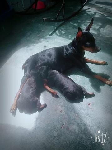 Venda cachorro pinscher