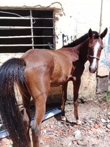 Vende-se potranca 2 anos