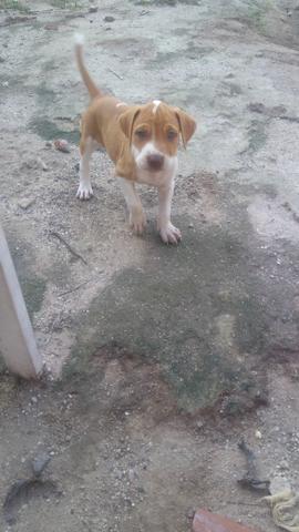 Vendo pitbull