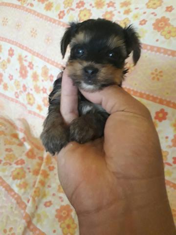 Yorkshire terrier com pedigre