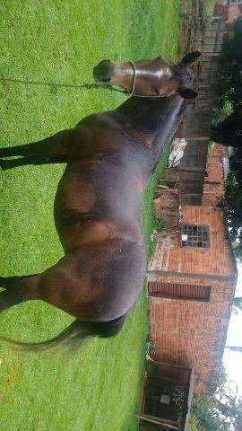 Égua pra carrinho ou para montar