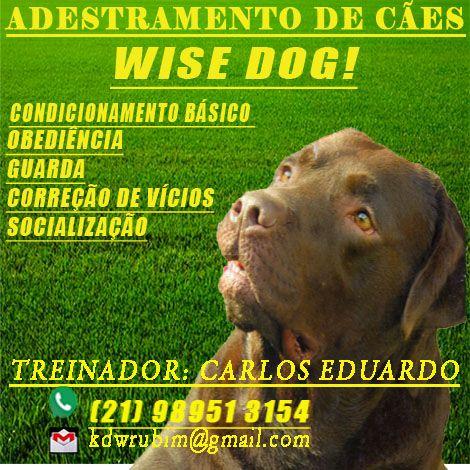 Adestramento de Cães