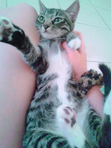 Adoção responsável